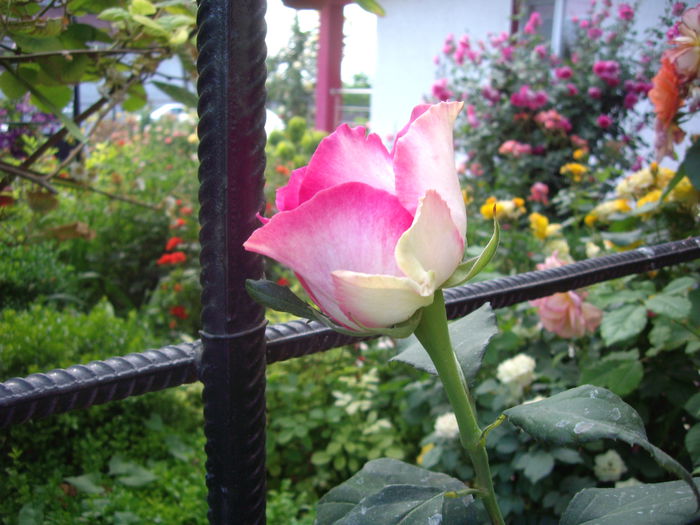 IMGP8524