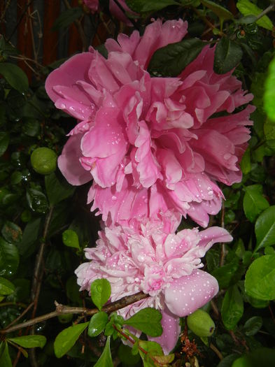 Peonies. Bujori (2015, May 20)