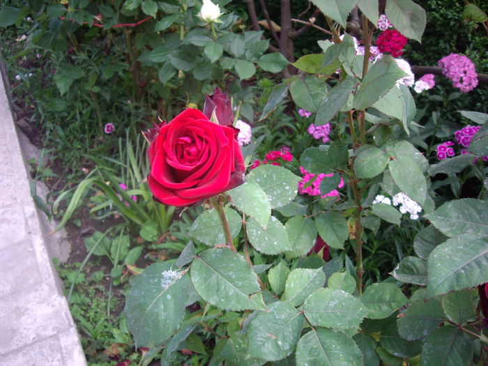 IMGP8526