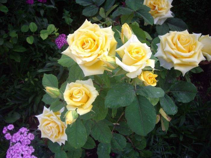 IMGP8527
