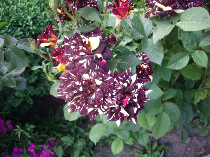 IMGP8529