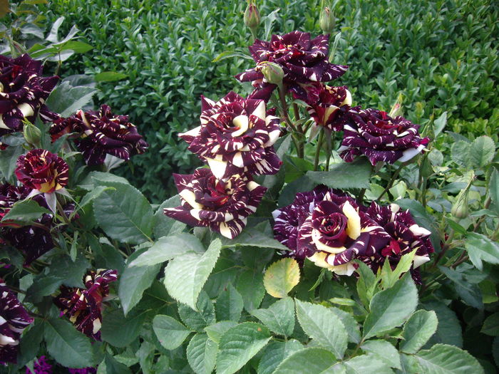 IMGP8530