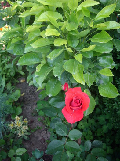 IMGP8534