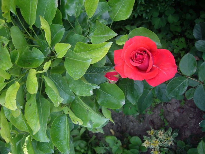 IMGP8535