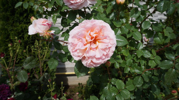 DSC03318 - Gradina 2015