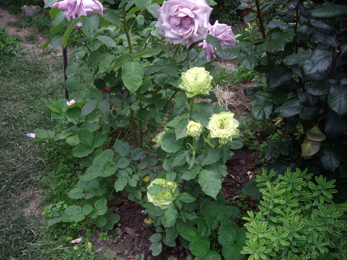 IMGP8552