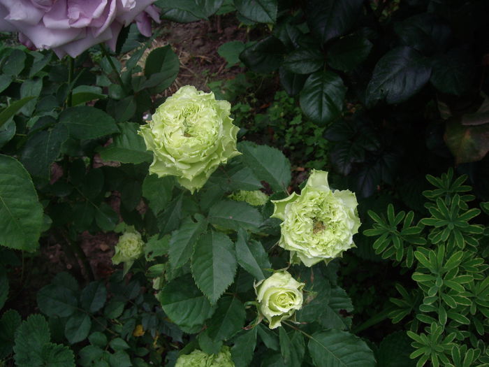 IMGP8553