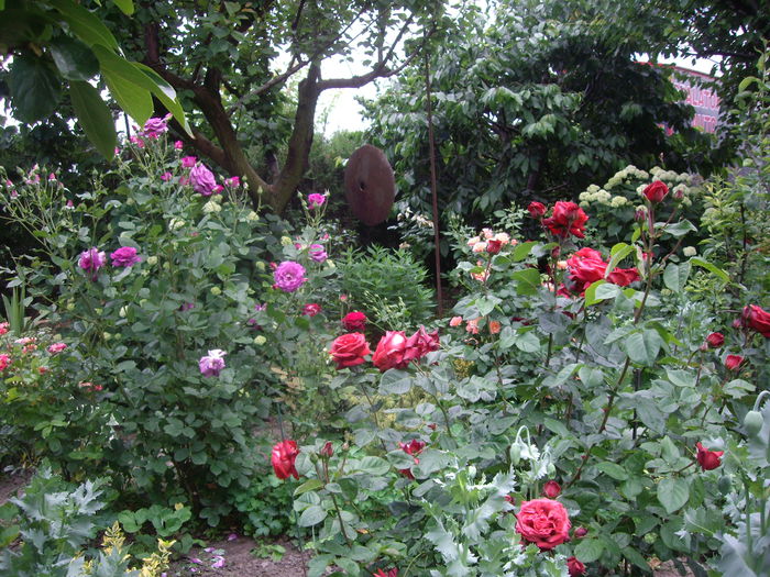 IMGP8558 - flori si trandafiri -2015 - 1