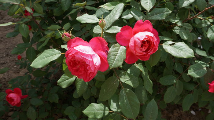 DSC03334 - Gradina 2015