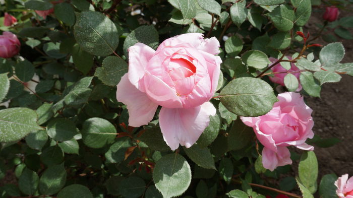 DSC03335 - Gradina 2015