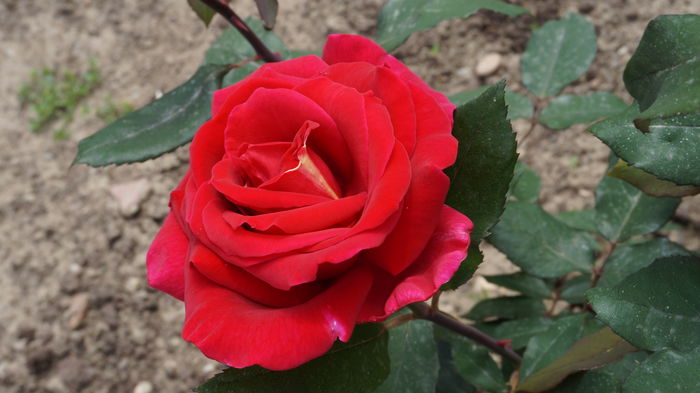 DSC03345 - Gradina 2015