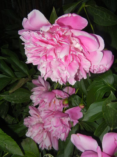Peonies. Bujori (2015, May 20)