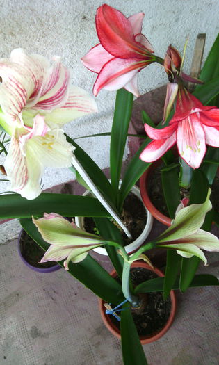 IMG_20150603_080435[1]