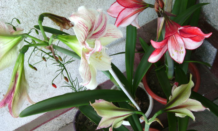 IMG_20150603_080458[1]