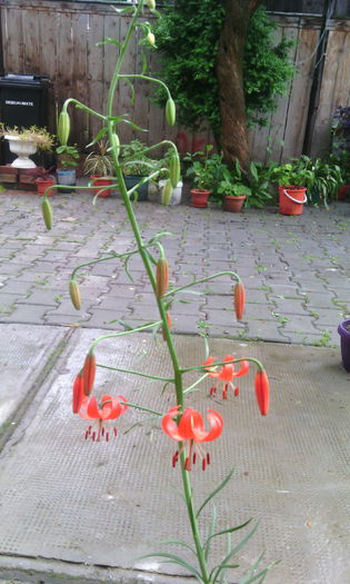 crinul  martagon 2015