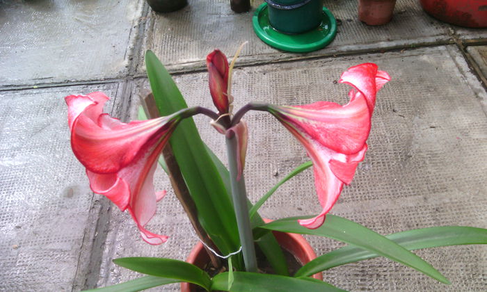 IMG_20150604_163350[1] - Amarilisii mei