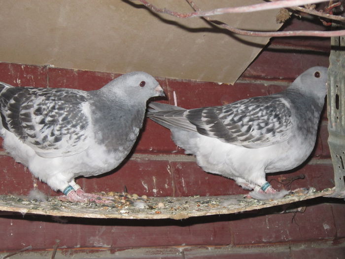 diamant si perla - PUI  2015 La FABRICA