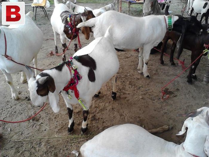 Tapi Bakra frumosi-u77