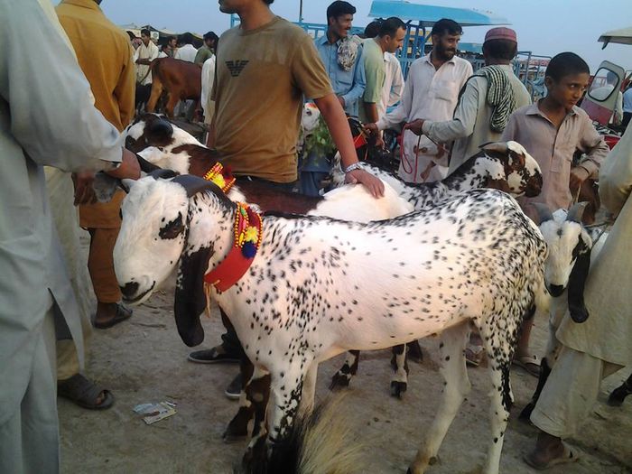 Tapi Bakra la un targ - Rase de oi si capre -Poze deosebite-8