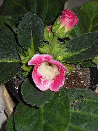 206 - 1GLOXINIA-2015