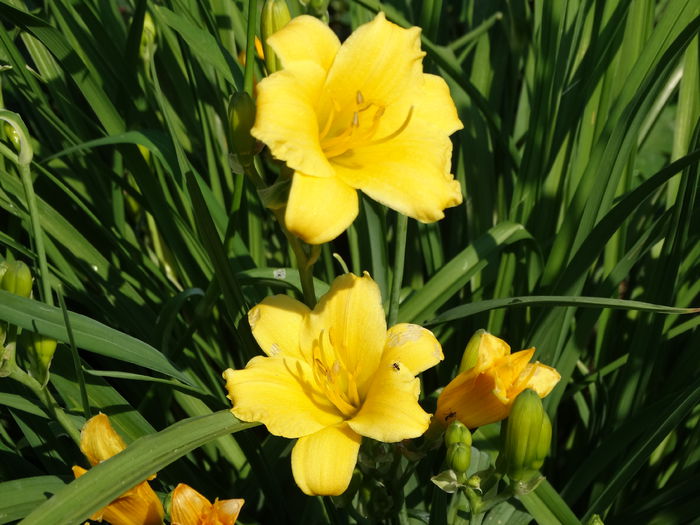 DSC01393 - Plante in gradina 2015