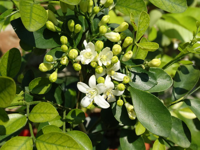 DSC01404 - Plante in ghiveci 2015