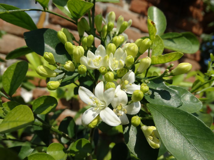 DSC01403 - Plante in ghiveci 2015