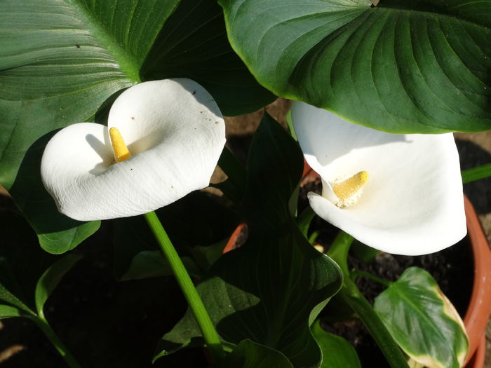 DSC01400 - Plante in ghiveci 2015