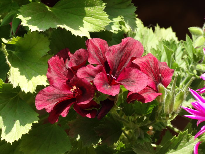 DSC01397 - Plante in ghiveci 2015