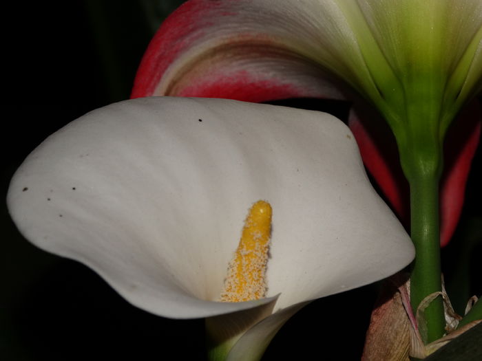 DSC01273 - Plante in ghiveci 2015