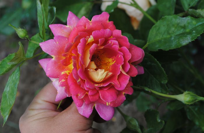 rose des cisterciens,prima floare:)); multumesc Floralia!!
