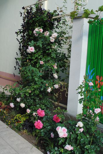31 mai - 2015 gradina mea