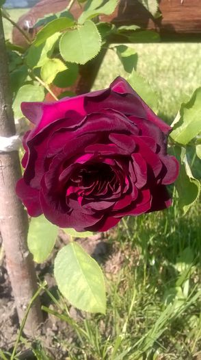 dimov 67