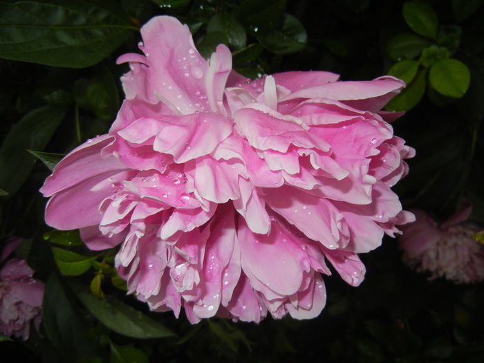 Peony. Bujor (2015, May 20)