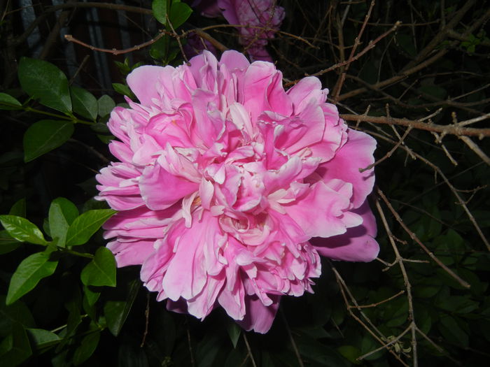 Peony. Bujor (2015, May 20)