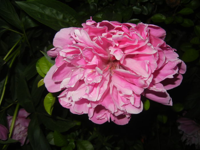 Peony. Bujor (2015, May 20)