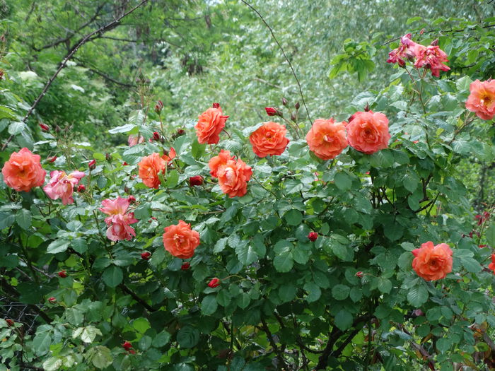 DSC08534 - e-trandafiri