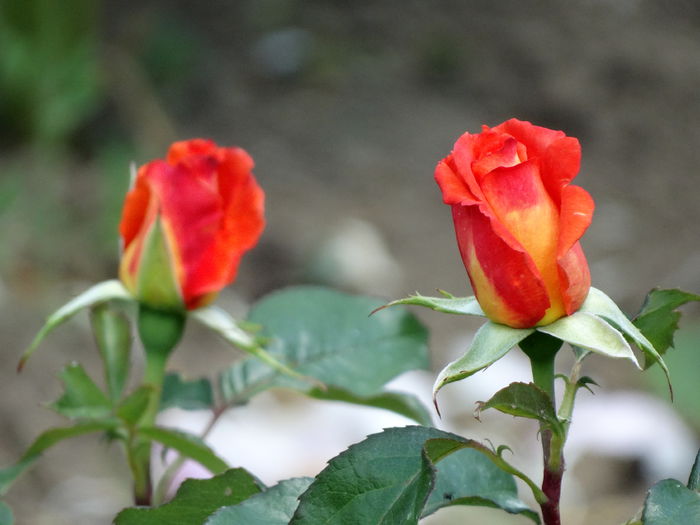 DSC08536 - e-trandafiri