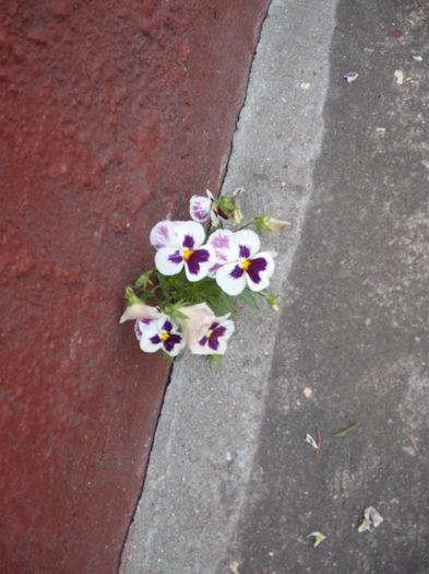 DSCF2403 - Plante de gradina