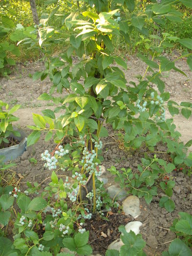 Afin - Arbusti fructiferi