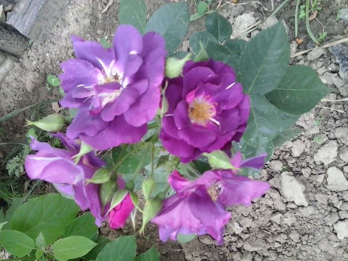 rhapsody in blue