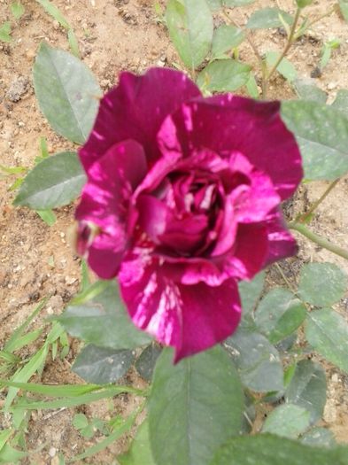 purple tiger