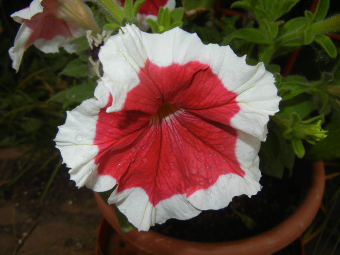 Petunia (2015, May 20) - PETUNIA Simple