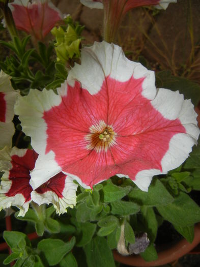 Petunia (2015, May 20) - PETUNIA Simple