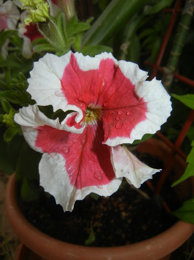 Petunia (2015, May 20) - PETUNIA Simple