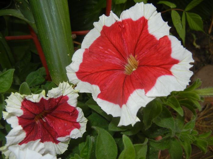 Petunia (2015, May 20) - PETUNIA Simple