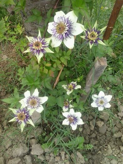 20150604_164929 - A  Clematite 2015