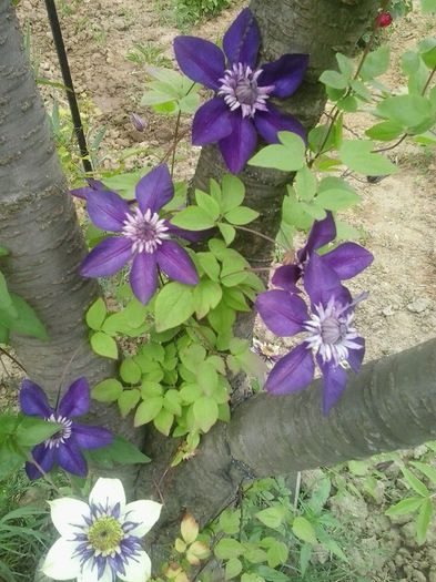 vienetta si cassis - A  Clematite 2015