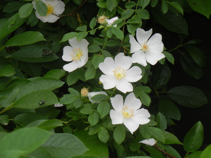 Rosa canina. Dog Rose (2015, May 20)