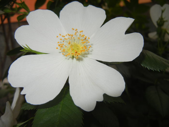 Rosa canina. Dog Rose (2015, May 20)